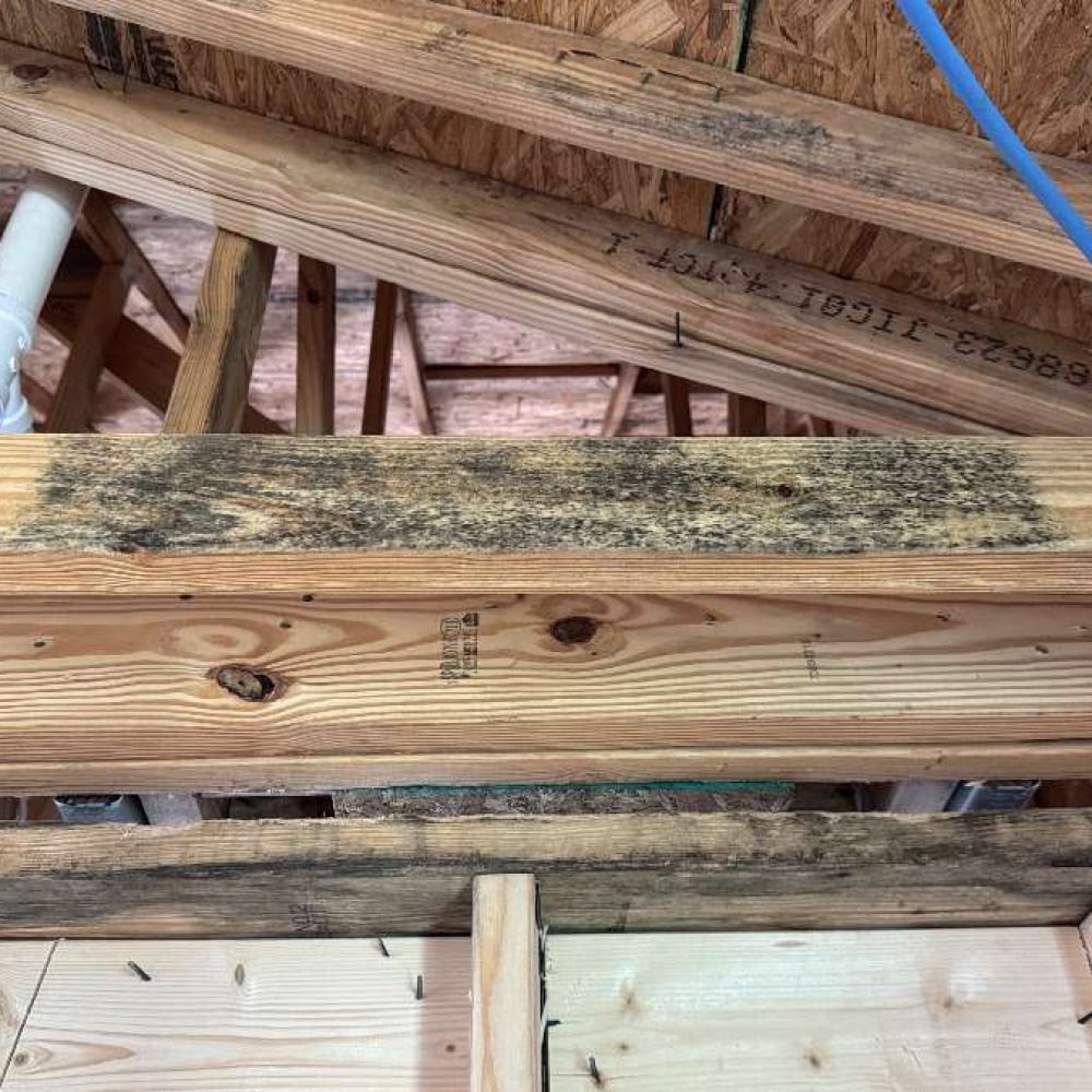 Mold on Lumber in New Construction