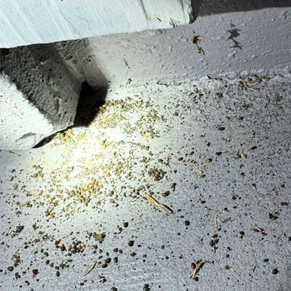 Termites in Florida feature